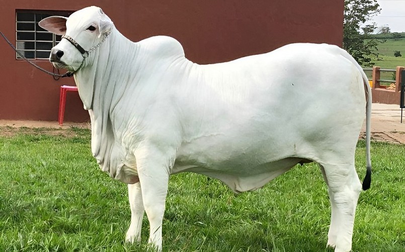 Con bò trắng vừa được bán giá lên tới 4,3 triệu USD - hơn 101 tỷ đồng.