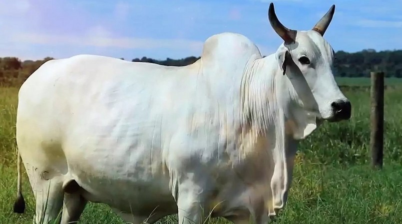 Bò Nelore là một giống bò đặc trưng bởi bộ lông trắng sáng. 