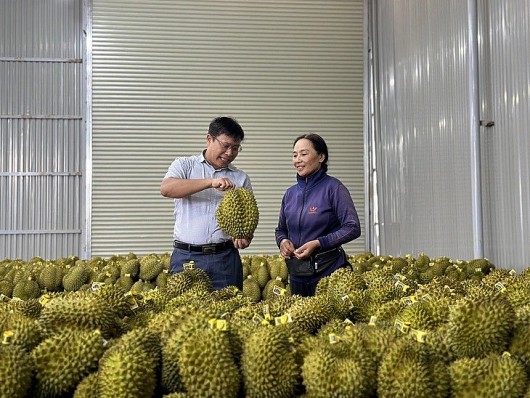 Đắk Lắk có thêm nhãn hiệu sầu riêng mới