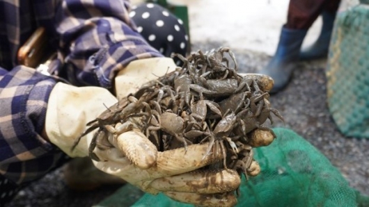 Loài giáp xác có tên lạ, xưa ít người ăn, nay thành đặc sản nhà hàng giá lên đến 80.000 đồng/kg