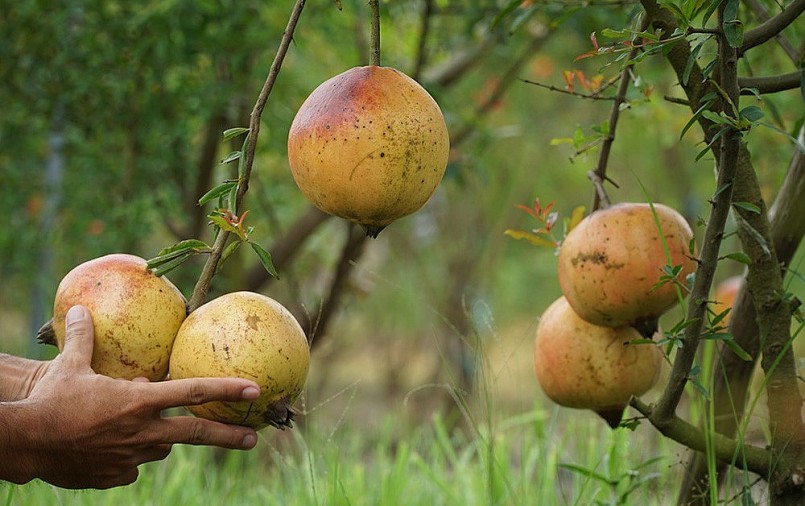 Vườn lựu Peru của anh Nghị ở An Giang.