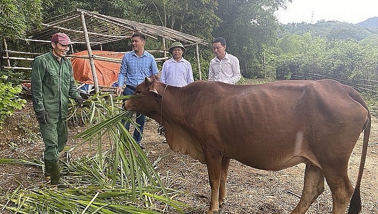 Người dân phải tận dụng tối đa nguồn thức ăn cho đàn trâu từ rơm rạ, cỏ trồng tại vườn.