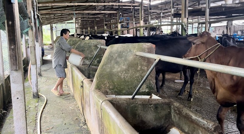 Ông Hà Văn Ri cầm cự duy trì đàn bò hơn 100 con.