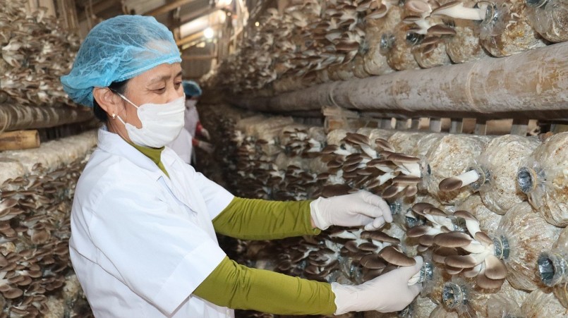 Công nhân thu hoạch nấm tại trang trại sản xuất nấm của HTX Dịch vụ Linh Phát. 