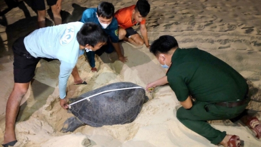 Người đàn ông với biệt tài "đỡ đẻ" cho rùa biển khi lên bờ đẻ trứng, đưa hàng trăm con về với biển