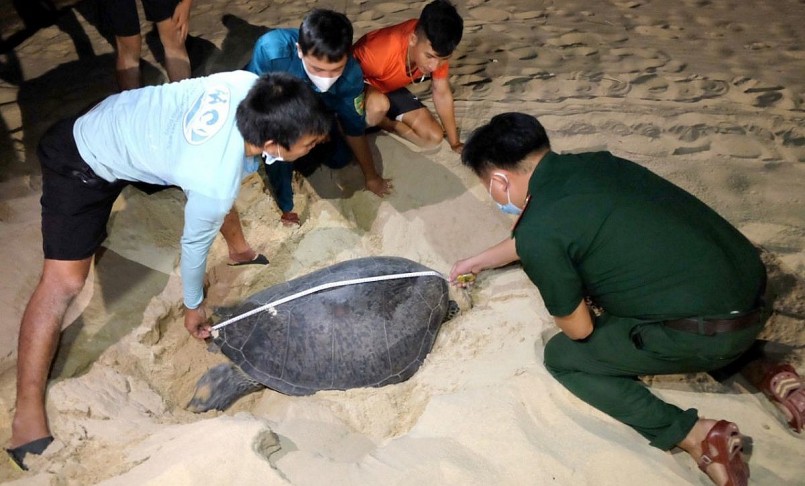 Rùa biển lên đẻ tại bãi biển mũi Cồn, thôn Hải Đông trước khu dân cư xã Nhơn Hải vào năm 2021 và được chăm sóc, bảo vệ.