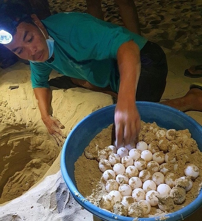 Anh Nguyễn Tôn Xuân Sáng trong một lần “đỡ đẻ” cho rùa biển.