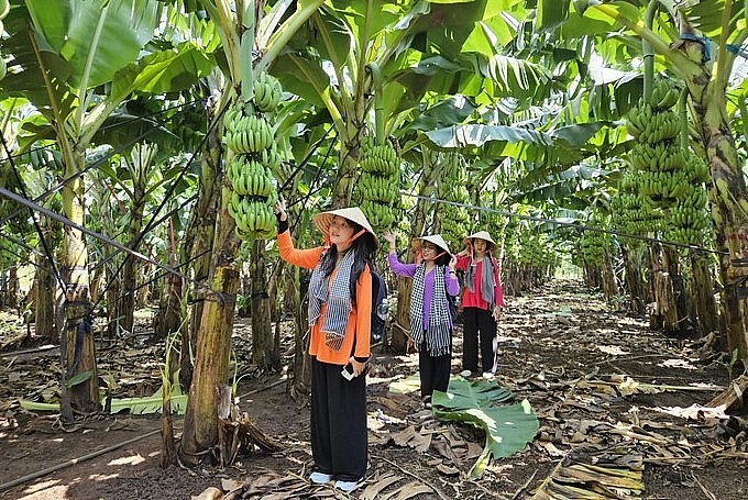 Mỗi hộ nông dân ở xã Xuân Bắc, Xuân Lộc trồng một loại trái cây khác nhau với tiêu chí bốn mùa du khách đều có thể tới thưởng thức.