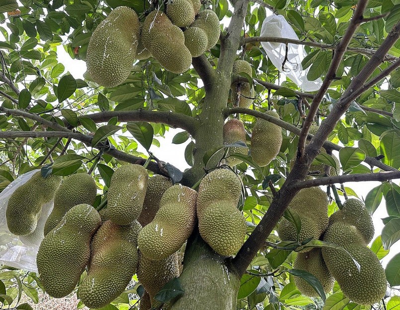 Cây mít sầu riêng cho nhiều trái nhưng cần có thời gian để đánh giá hiệu quả của giống cây trồng mới này.