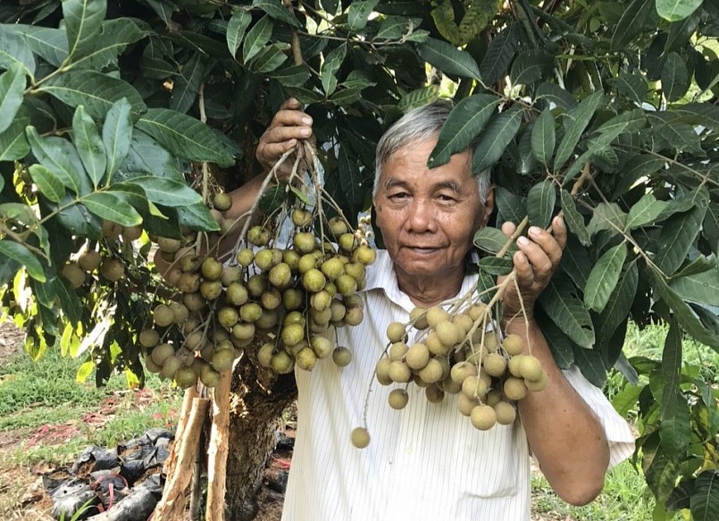 Ông Nguyễn Văn Phúc từng có hơn 3 năm thất bại để sau đó ghép thành công giống nhãn siêu trái.