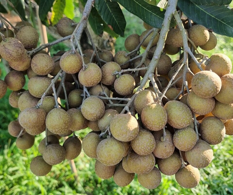 Nhãn siêu trái của ông Nguyễn Văn Phúc có năng suất cao gấp 3 - 4 lần so với các giống nhãn khác.