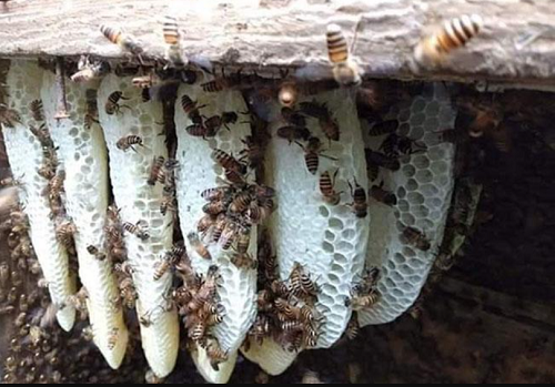 Độc lạ loại mật ong màu trắng, có giá lên đến 500.000 đồng/lít