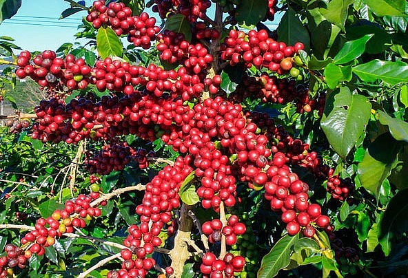 Giá nông sản hôm nay (29/8), cà phê Arabica tiếp tục suy giảm do chịu sức ép từ lực bán mạnh của Brazil. 