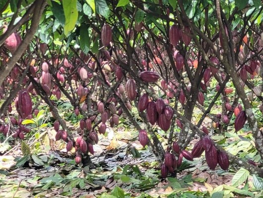 Liên kết với nông dân sản xuất Chocolate "made in Krông Nô"