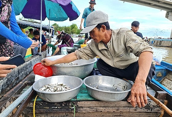 Mua bán đặc sản cá linh mùa nước nổi nhộn nhịp trên vùng Tứ giác Long Xuyên, tỉnh An Giang.