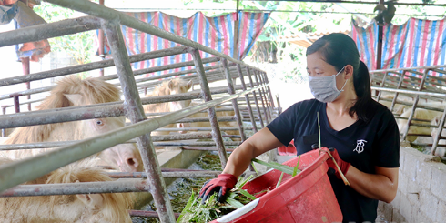 Người dân xã Tri Phương, huyện Tràng Định chăm sóc ngựa bạch