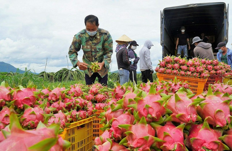  Hiện tại Bình Thuận vẫn là địa phương có diện tích trồng thanh long lớn nhất nước với khoảng 27.000 ha.