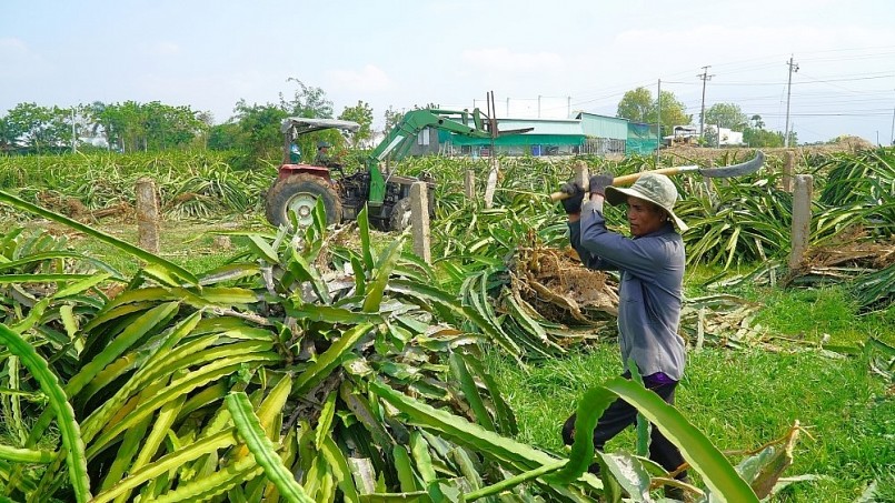 Nhà vườn ở xã Hàm Thạnh (huyện Hàm Thuận Nam, Bình Thuận) phá bỏ thanh long để chuyển sang cây trồng khác. 