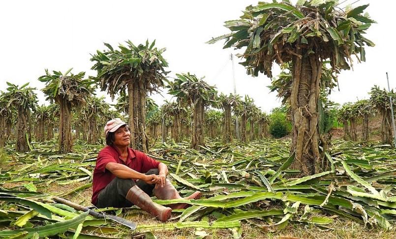Ông Phạm Kim Lâm, nông dân xã Thuận Minh (huyện Hàm Thuận Bắc), chặt bỏ hơn 1.500 trụ thanh long trong vườn, hôm 18/3. (Ảnh: Việt Quốc)
