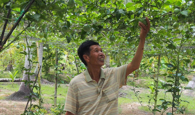 Lão nông Nguyễn Hữu Công (Long Phú, Sóc Trăng) thành công với mô hình chanh dây ngọt. 