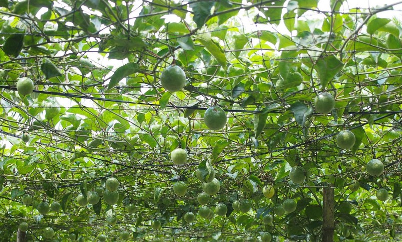 Vườn chanh dây ngọt chi chít trái của ông Sáu Công.