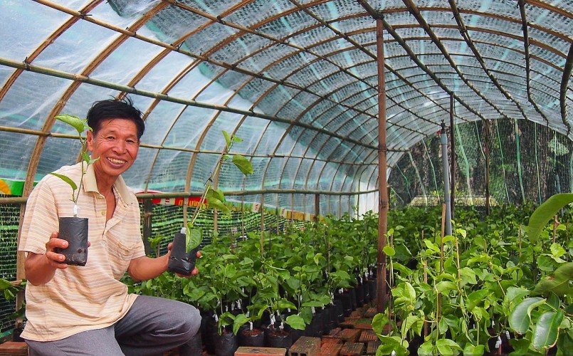 Hằng năm, ông Sáu Công cung cấp ra thị trường hàng ngàn cây giống chanh dây ngọt.