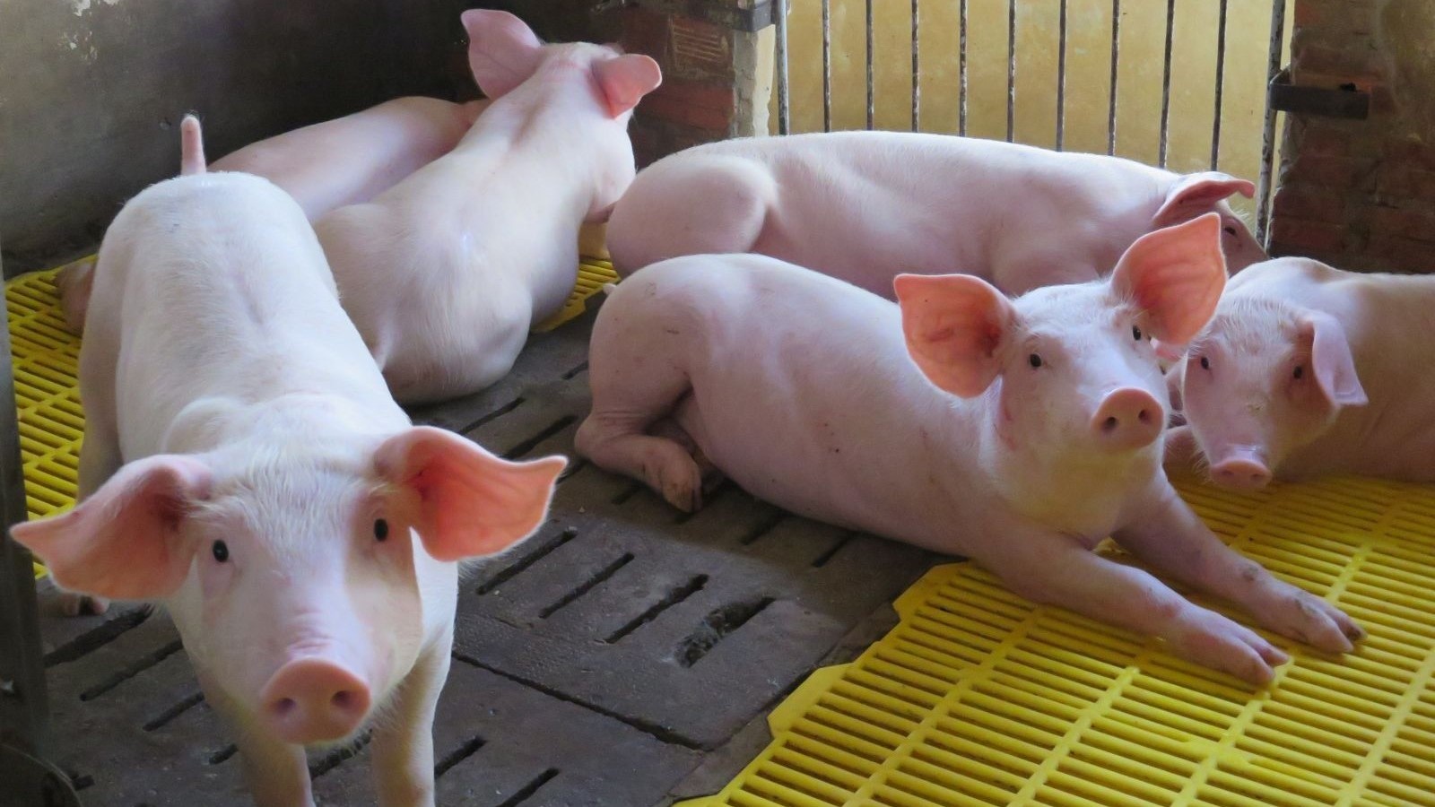 Giá heo hơi hôm nay 30/8: Giảm xuống đáy 55.000 đồng/kg, nguy cơ rơi vào vùng thua lỗ, cuối năm có tăng trở lại?