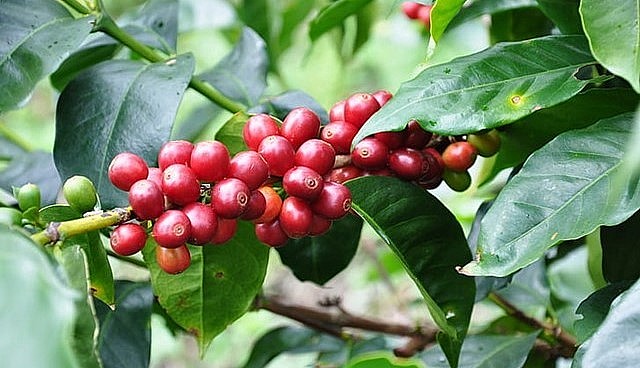 Giá nông sản hôm nay (30/8), cà phê duy trì xu hướng tăng bao phủ sàn kỳ hạn. 