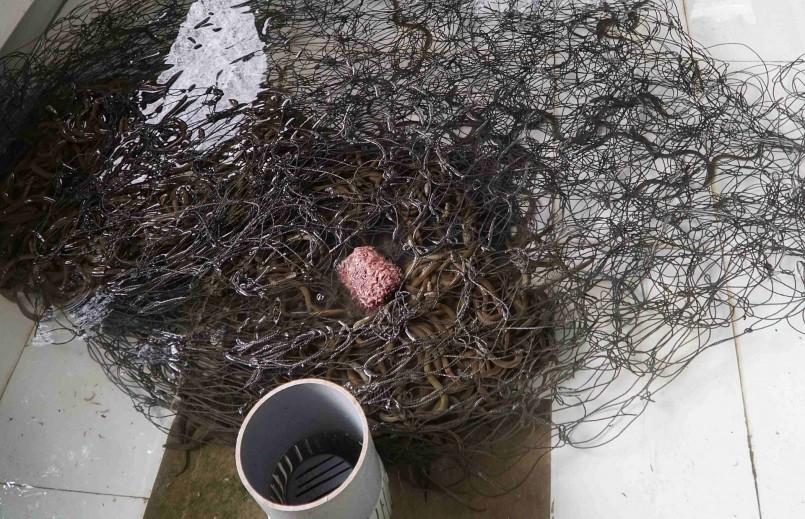 Hiện nay, anh Tỉnh tiếp tục phát triển thêm mô hình nuôi lươn không bùn, bao tiêu sản phẩm cho một số hộ dân khác. 