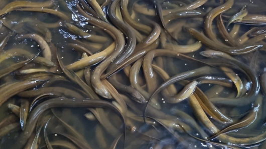 Người biến phân bò thành 'vàng đen' tạo ra trại lươn cho thu nhập trăm triệu từ điều bất ngờ