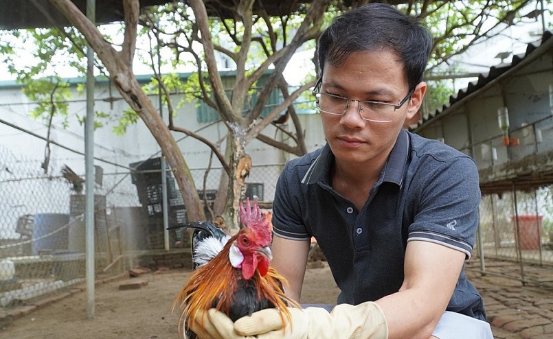Anh Lê Đỗ Chinh chăm sóc đàn gà rừng tai trắng tỉ mỉ mỗi ngày.