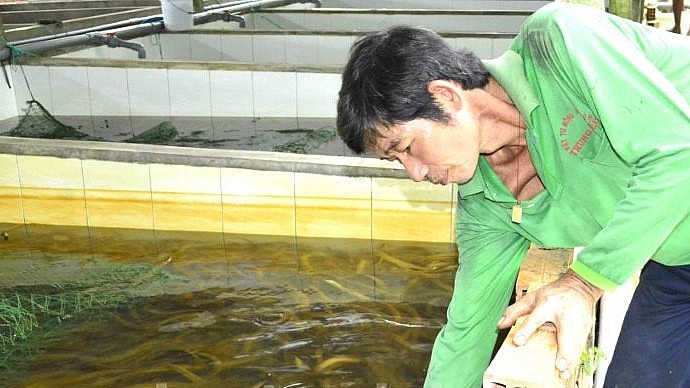 Anh Lưu Văn Quân là một trong những nông dân đi tiên phong sử dụng phân bò nuôi trùn quế, tạo thức ăn nuôi lươn không bùn.