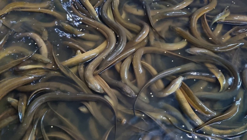 Trại lươn không bùn cho hiệu quả cao nhờ sử dụng thức ăn từ trùn quế.