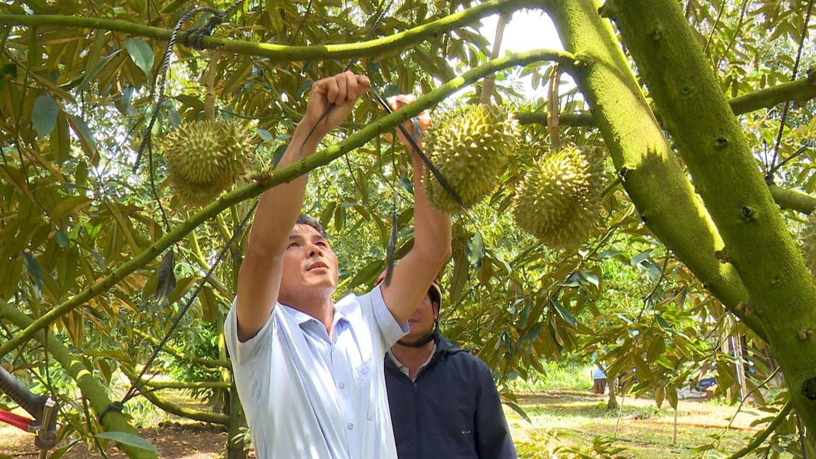 Sầu riêng Đắk Lắk gây sốt "hở ra là bị trộm" giờ thêm thương hiệu mới, giá lên đỉnh 100 nghìn đồng/kg