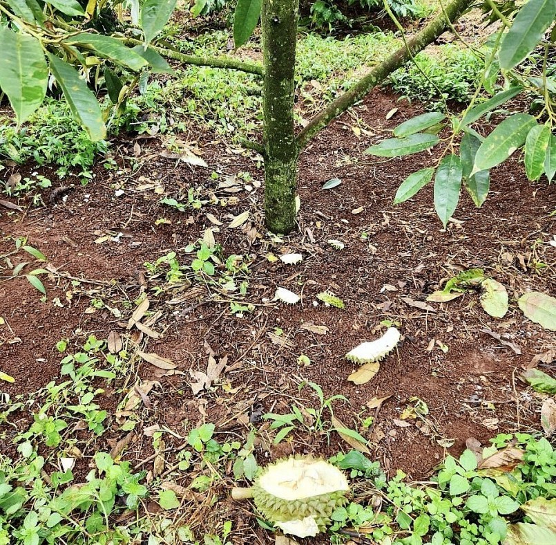 Những trái sầu riêng non bị bọn trộm cắt xong, vứt lại trong vườn của một hộ dân ở huyện Krông Búk (Đắk Lắk).