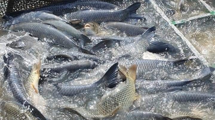 Thủ phủ cá lồng miền Bắc, nơi những nông dân để gia tài tiền tỷ dưới lòng sông sâu