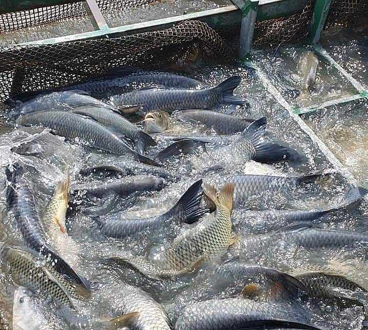 Không chỉ là “cái nôi” cá lồng Hải Dương, Nam Tân còn là địa phương đi đầu trong phong trào nuôi cá đặc sản.