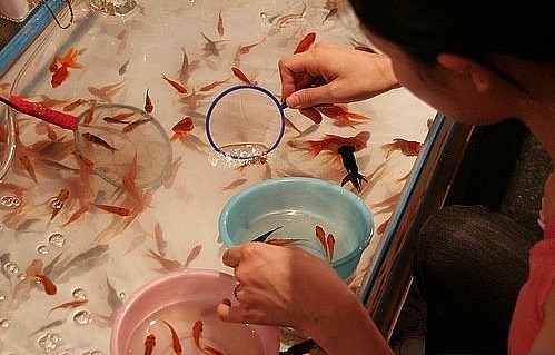 Những chiếc vợt bằng giấy mỏng khi gặp nước rất dễ rách, tạo nên thử thách trong trò chơi vớt cá vàng kiểu Nhật. 