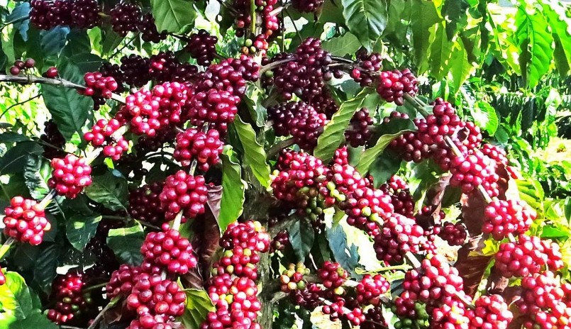 Giá nông sản hôm nay (31/8), cà phê bật tăng đồng loạt trên sàn kỳ hạn. Giá cà phê trong nước cũng tăng mạnh tới 800 đồng/kg, lên sát đỉnh 67.000 đồng/kg. 