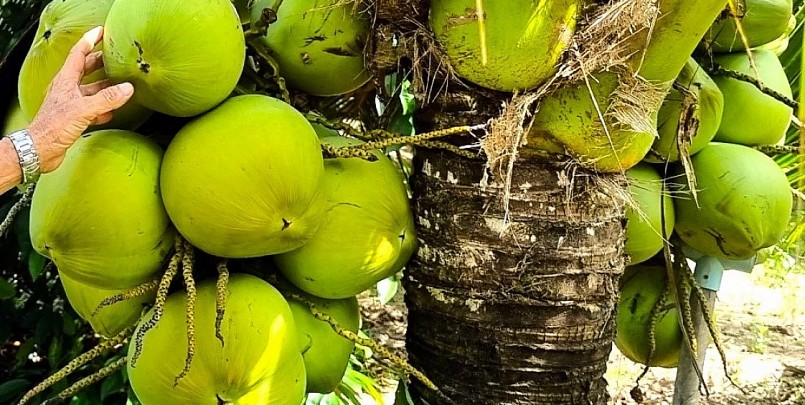Hiện mỗi năm gia đình ông Nam Dễ có thu nhập hơn 200 triệu đồng từ mô hình trồng dừa.