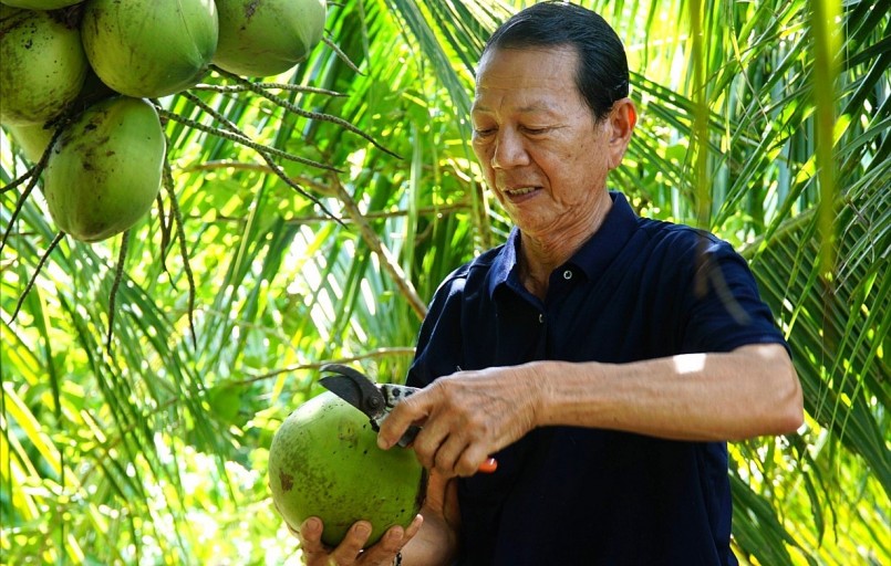 Ông Lê Quang Dễ 5 năm trước mang giống dừa ta lùn từ Bến Tre về trồng.
