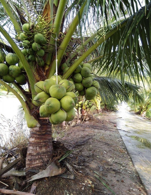 Cây dừa lùn Bến Tre đang được trồng phổ biến và đem lại hiệu quả kinh tế cao trên đất nhiễm mặn ở Cà Mau.