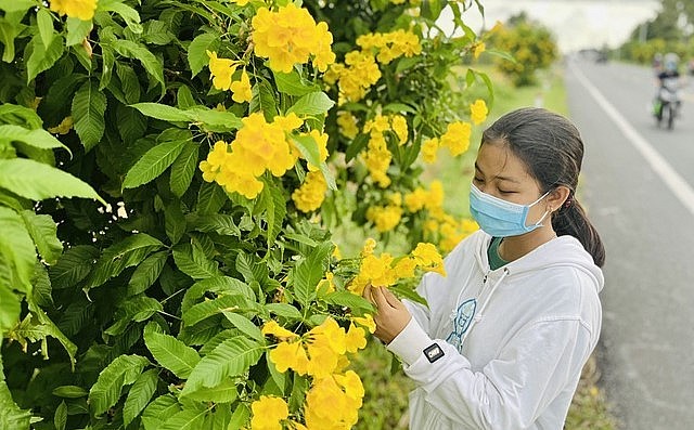Bạn trẻ chụp hình bên hoa hoàng yến.