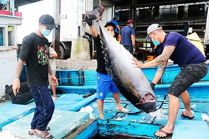 Xuất khẩu cá ngừ sang Hàn Quốc tăng ấn tượng