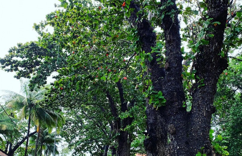 Cây bàng ở Côn Đảo là những cây bàng cổ thụ có tuổi đời lên tới hàng trăm năm.
