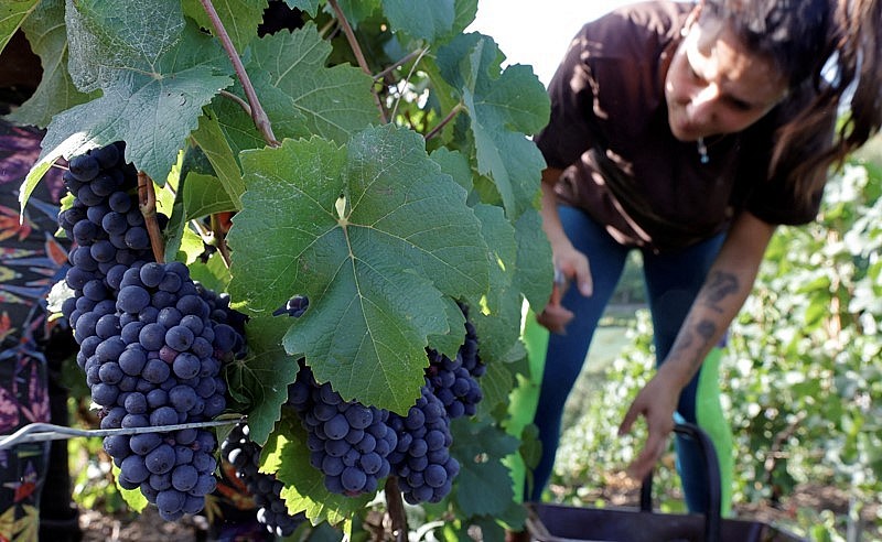 Khủng hoảng thừa rượu vang ảnh hưởng tới nông dân trồng nho tại Pháp.