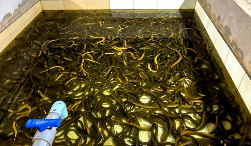 Ước tính, gia đình ông Giang thu hoạch 12 tấn lươn thịt/năm, giá bán tại bể là khoảng 90.000 đồng/kg.
