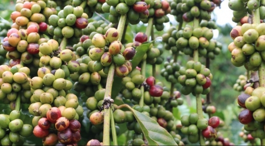Giá nông sản hôm nay 02/9: Cà phê đà giảm bao trùm, giá tiêu đi ngang giữ đỉnh 72.500 đồng/kg