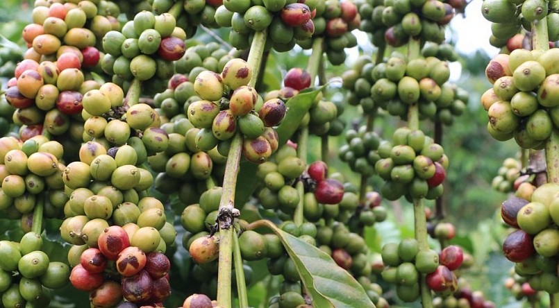 Giá nông sản hôm nay (02/9), giá cà phê thị trường biến động theo hướng giảm. 