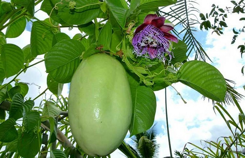 Loại quả bên trong có hạt như chanh leo, trồng một chậu vừa lấy quả ăn vừa làm thuốc